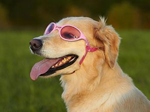 Le MUST des lunettes pour chien