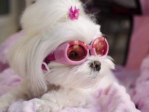Le MUST des lunettes pour chien